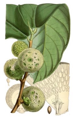 Treculia africana African Breadfruit or Breadnut